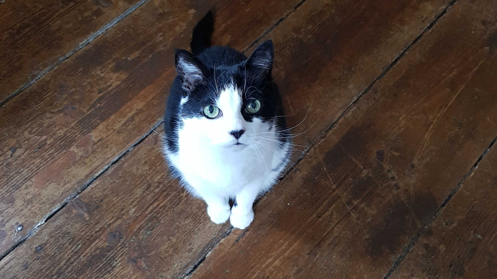 Purrrfect Websites